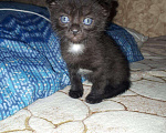 Кошки в Ливны: Чистокровные шотландские вислоухие котята, 10 000 руб. - фото 1