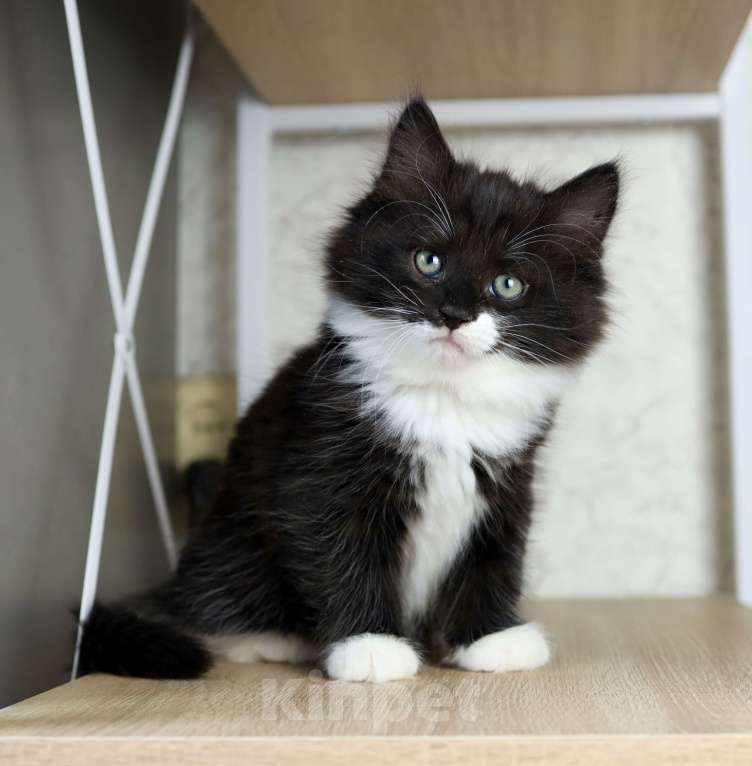 Кошки в Новосибирске: Сибирский котенок Мальчик, 90 000 руб. - фото 3