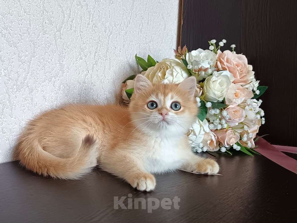 Кошки в Краснодаре: Золотая шоколадная шиншилла  Девочка, 30 000 руб. - фото 4