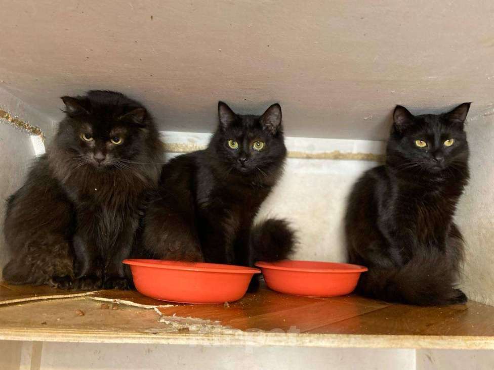 Кошки в Москве: Тучка кошечка ищет дом Девочка, Бесплатно - фото 5