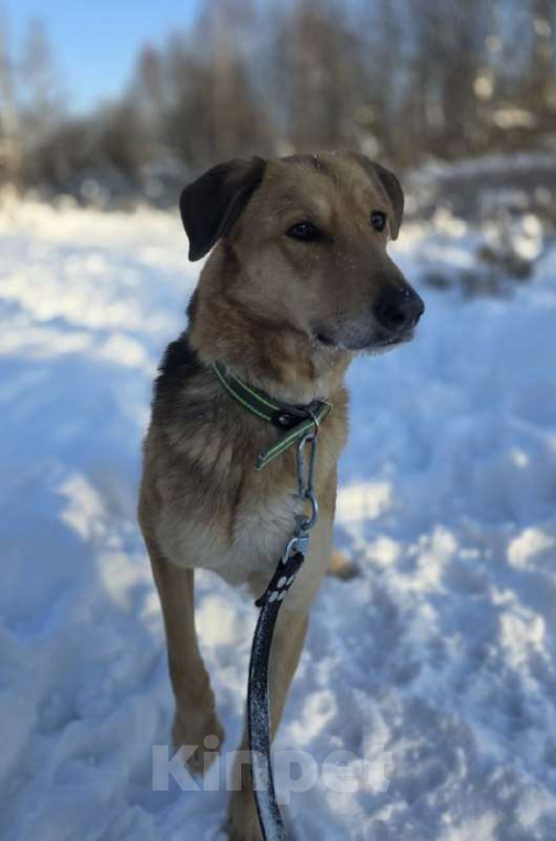 Собаки в Королеве: Нежная и доверчивая Лира. Девочка, Бесплатно - фото 4