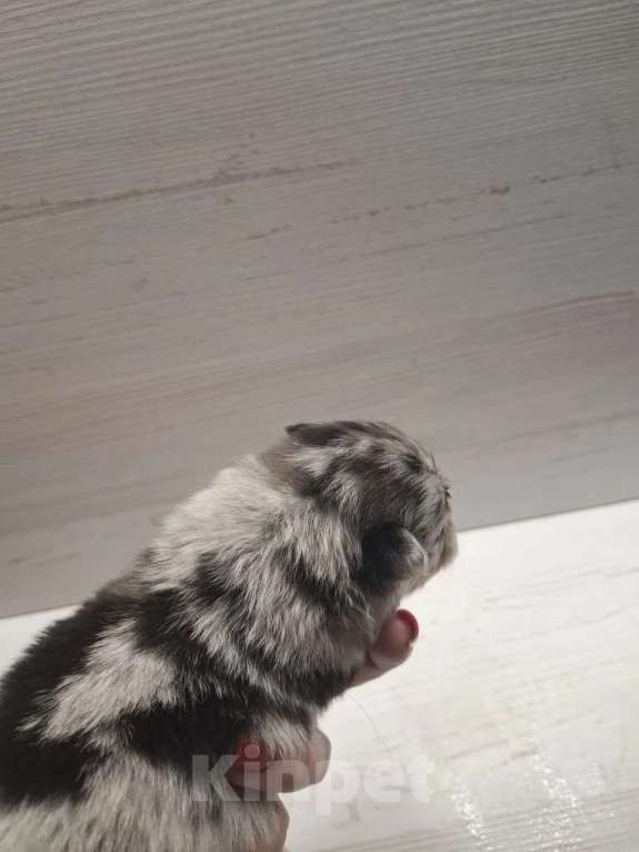 Собаки в Самаре: Минишпиц Мальчик, 85 000 руб. - фото 3