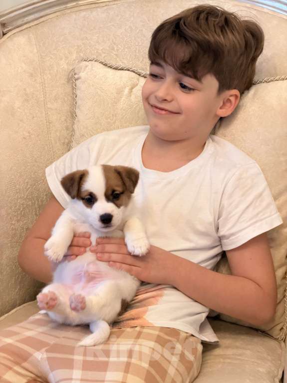 Собаки в Подольске: Продаю прекрасные шаловливых щенят Мальчик, Бесплатно - фото 2