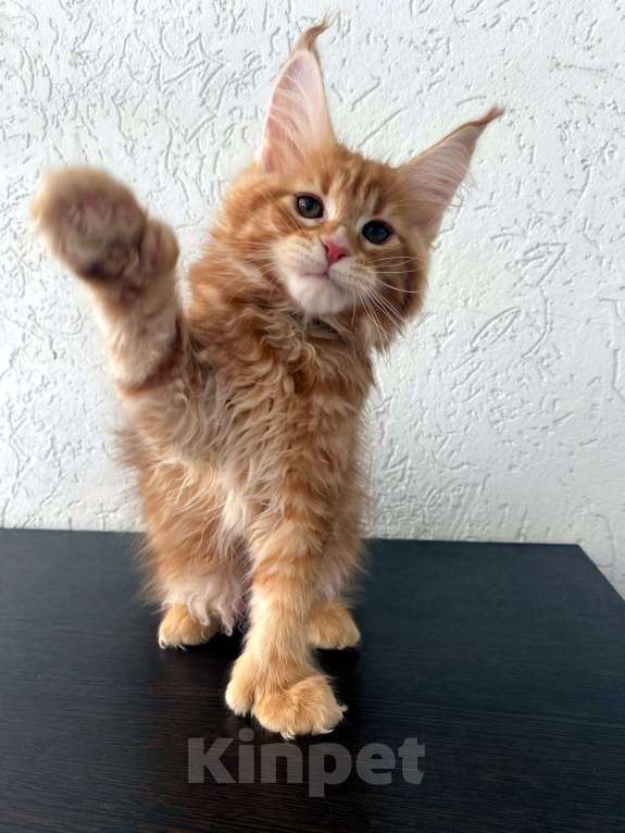 Кошки в Екатеринбурге: девочка полидакт Девочка, 35 000 руб. - фото 3