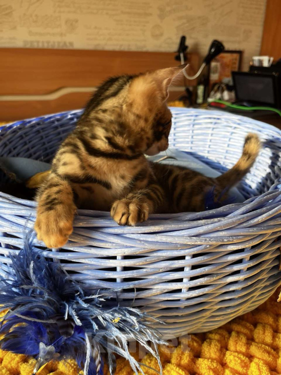 Кошки в Самаре: Бенгальская девочка Veritay Bonita Девочка, 60 000 руб. - фото 9