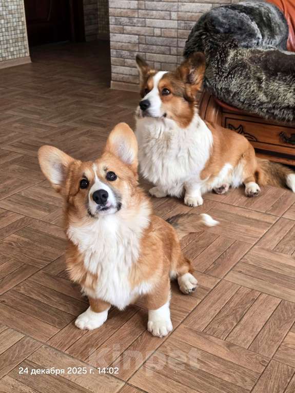 Собаки в Люберцах: Рыжий корги Девочка, Бесплатно - фото 4