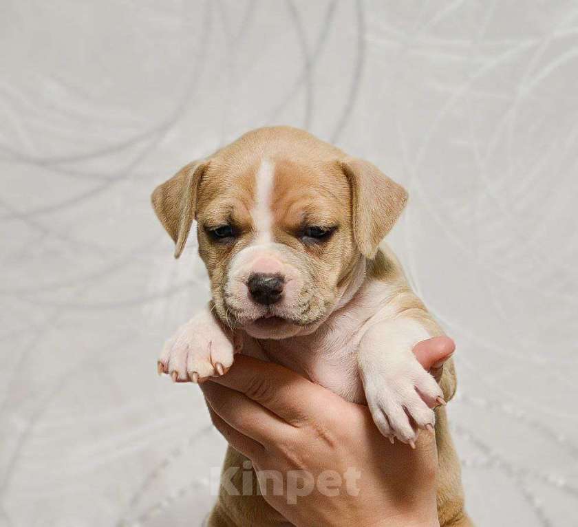 Собаки в Москве: Нежная девочка амстаффа Девочка, 80 000 руб. - фото 3