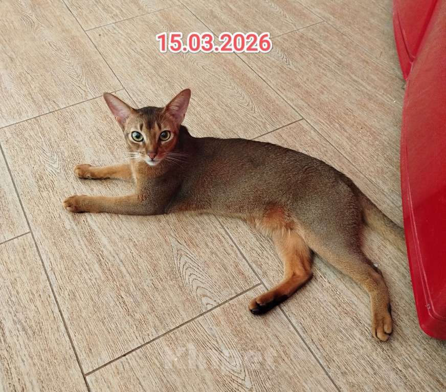 Кошки в Старом Купавне: Биткоин недорого (есть нюансы) Мальчик, Бесплатно - фото 4