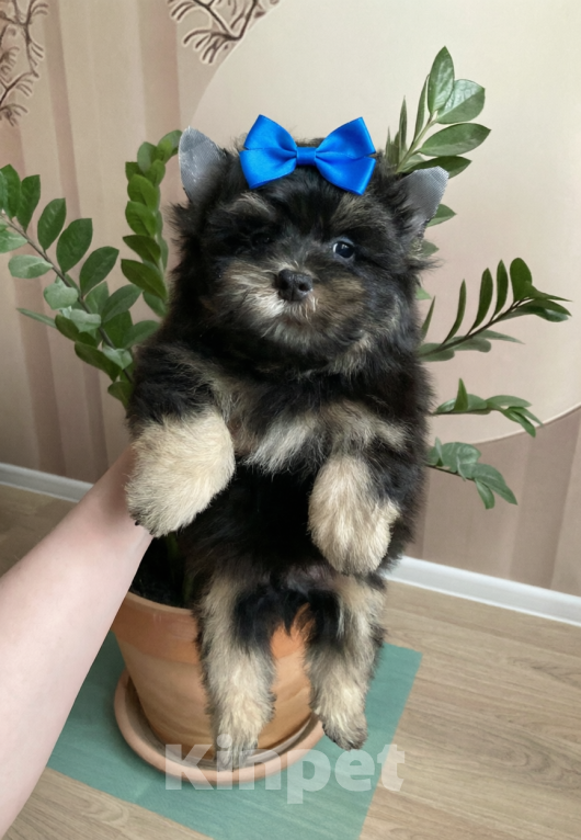 Собаки в Москве: Большой щенок йорка мальчик нежный Мальчик, 40 000 руб. - фото 9