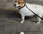 Собаки в Санкт-Петербурге: Продаю или отдам в добрые рукт Мальчик, 500 руб. - фото 5