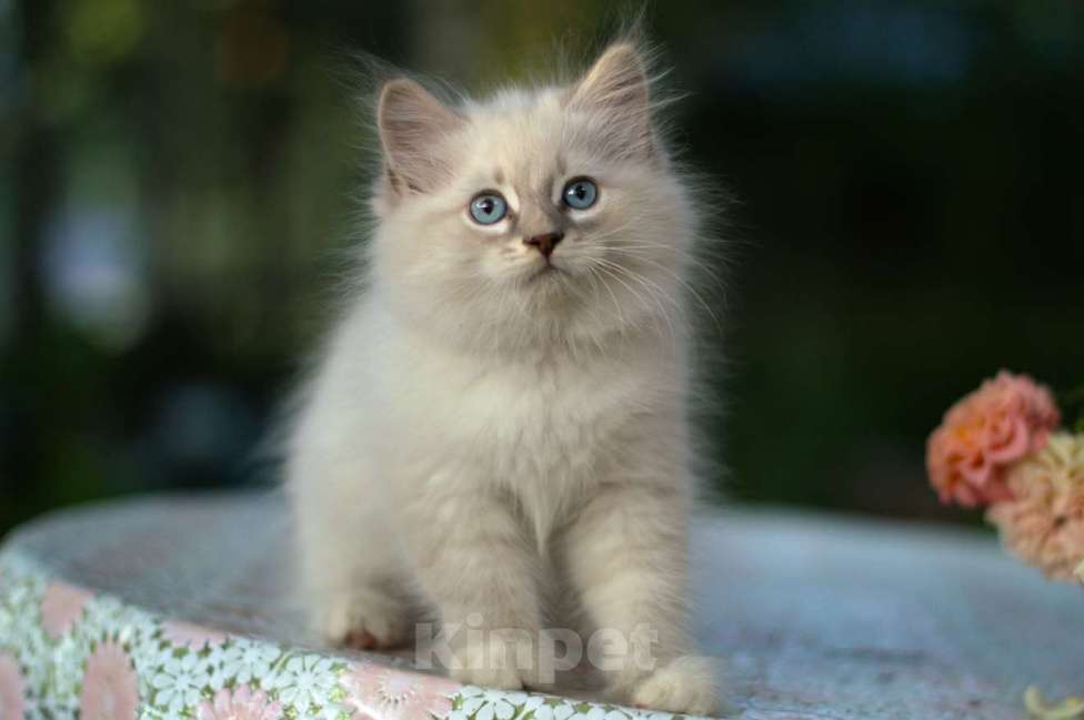 Кошки в Санкт-Петербурге: невский маскарадный мальчик Мальчик, Бесплатно - фото 4