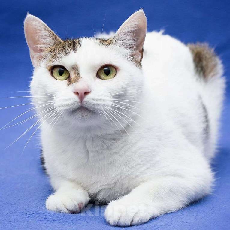 Кошки в Москве: Триша, особенная кошечка Девочка, Бесплатно - фото 3