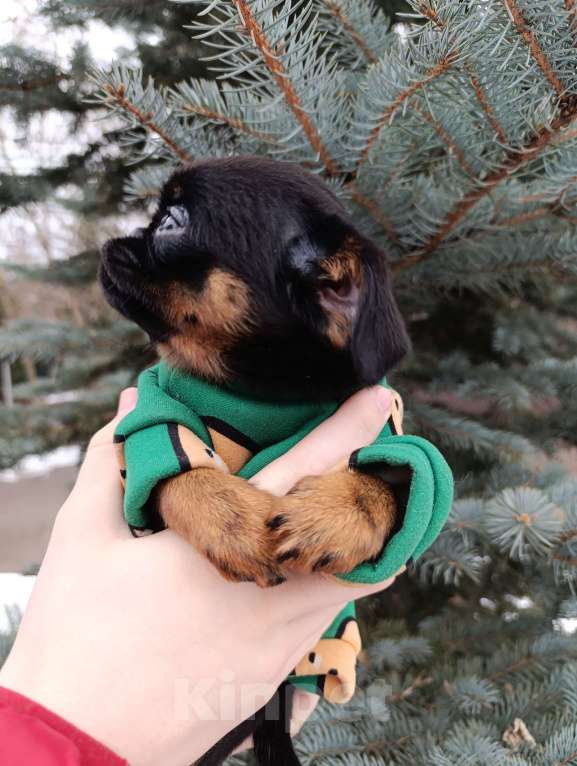 Собаки в Москве: Малыш Чиприано  Мальчик, 60 000 руб. - фото 2