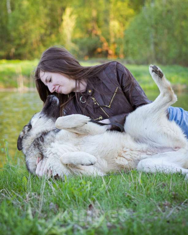 Собаки в Москве: Соня - Самая преданная собака для своего человека Девочка, Бесплатно - фото 5