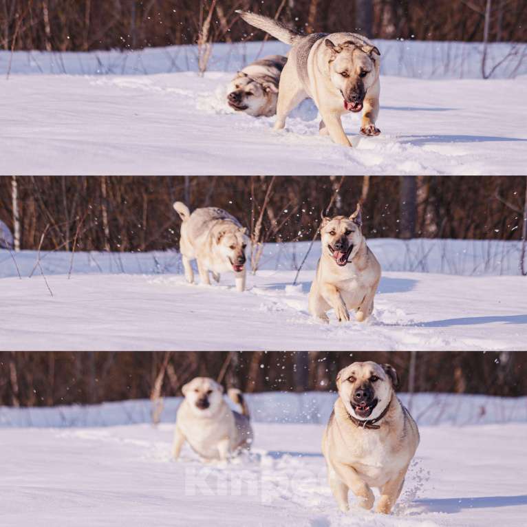 Собаки в других городах Московской области: Два веселых брата в поиске дома и любящих хозяев Мальчик, Бесплатно - фото 7