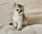 Кошки в Красноярске: Котенок золотая шиншилла Мальчик, 40 000 руб. - фото 1