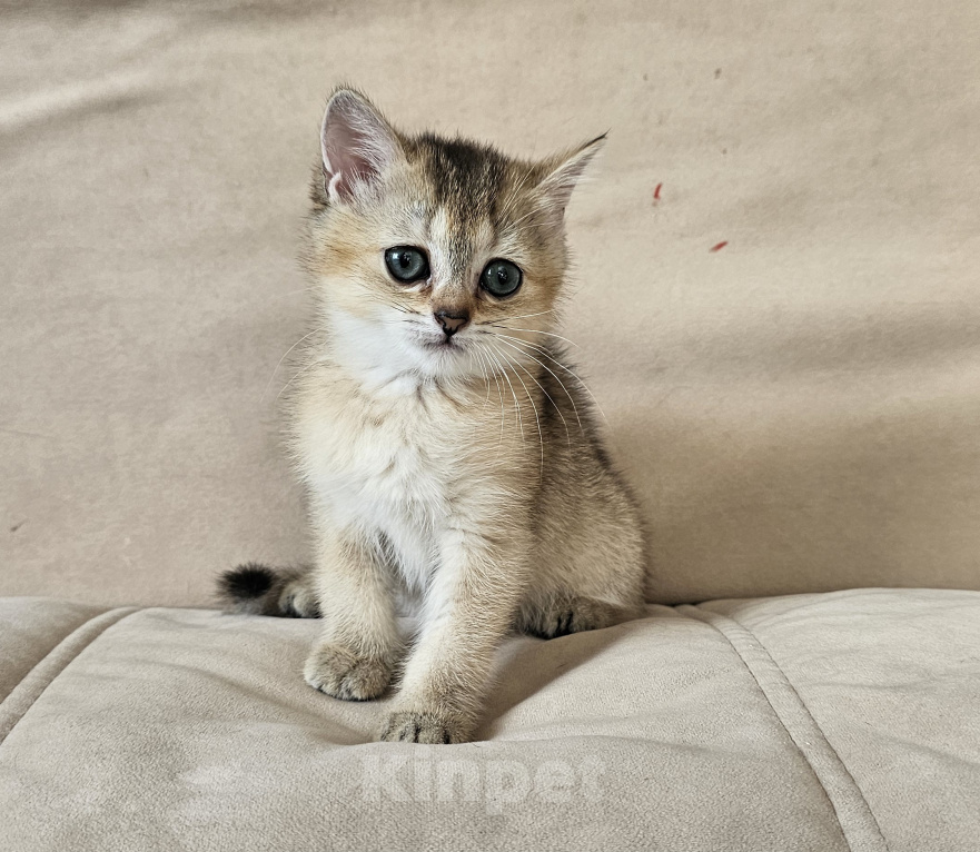 Кошки в Красноярске: Котенок золотая шиншилла Мальчик, 40 000 руб. - фото 1