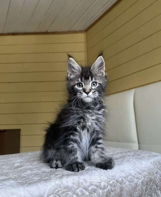 Кошки в других городах Московской области: Мейн-кун ❤️ Мальчик, 60 000 руб. - фото 5