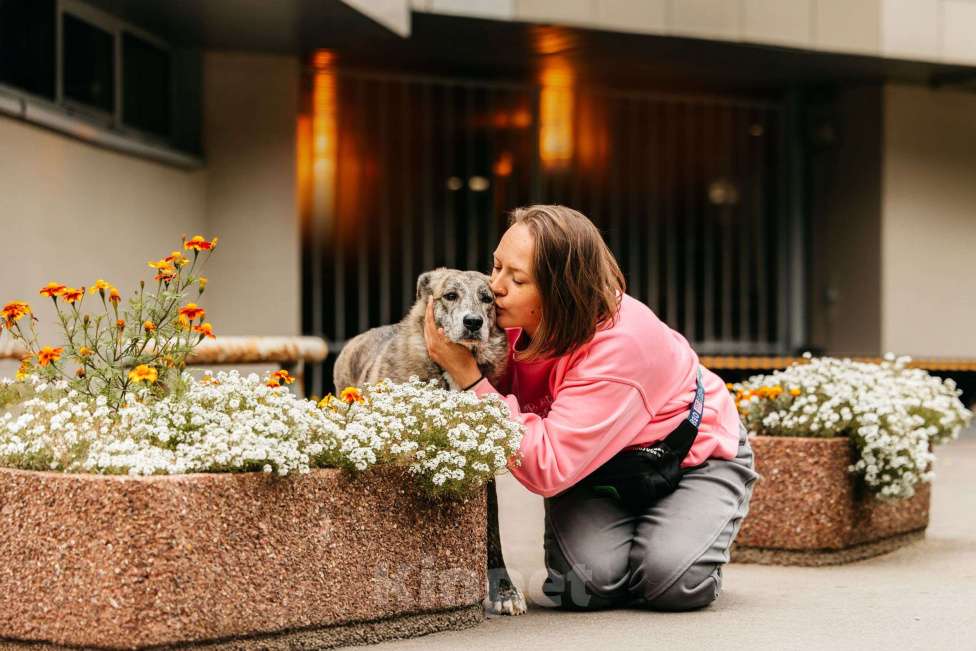 Собаки в Москве: Уникальная Верба в поисках дома Девочка, Бесплатно - фото 10