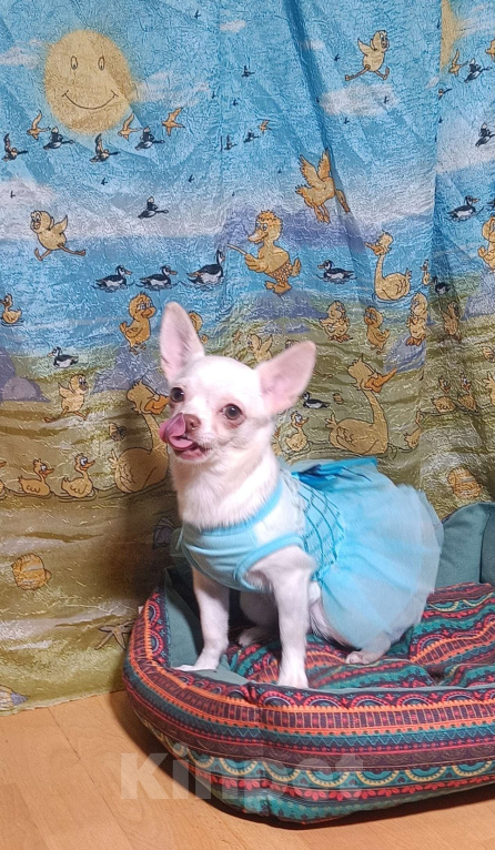 Собаки в Москве: Белоснежная прЫнцесса Девочка, 39 000 руб. - фото 3