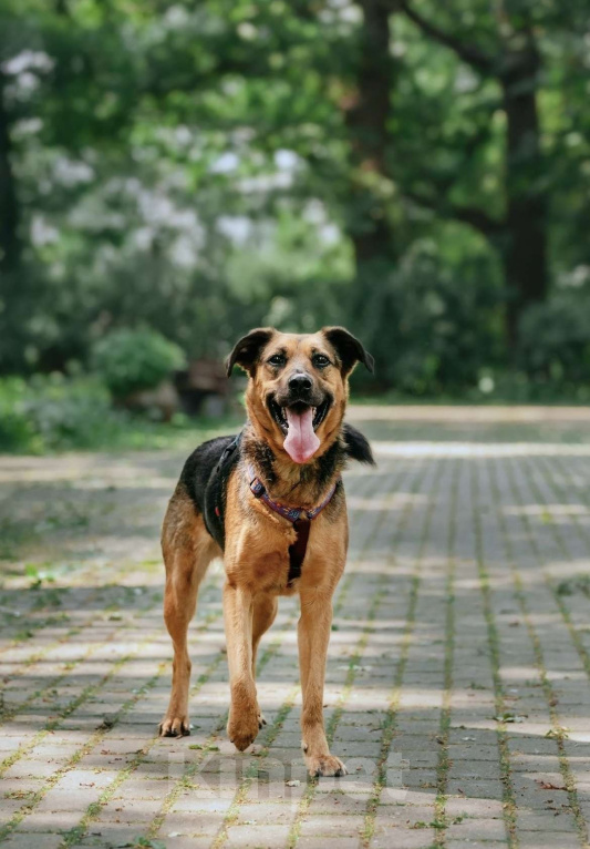 Собаки в Москве: Озорная Холли ищет дом Девочка, Бесплатно - фото 7