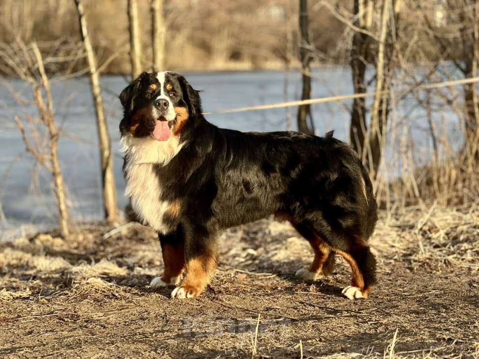 Собаки в Балашихе: Вязка с чемпионом. Бернский зенненхунд Мальчик, Бесплатно - фото 4