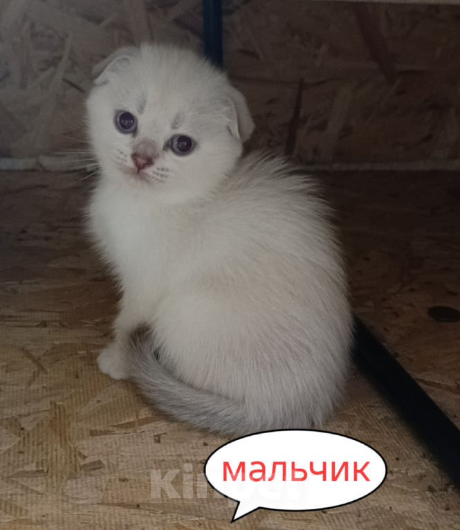 Кошки в Санкт-Петербурге: Шотландский котенок Мальчик, 15 000 руб. - фото 1