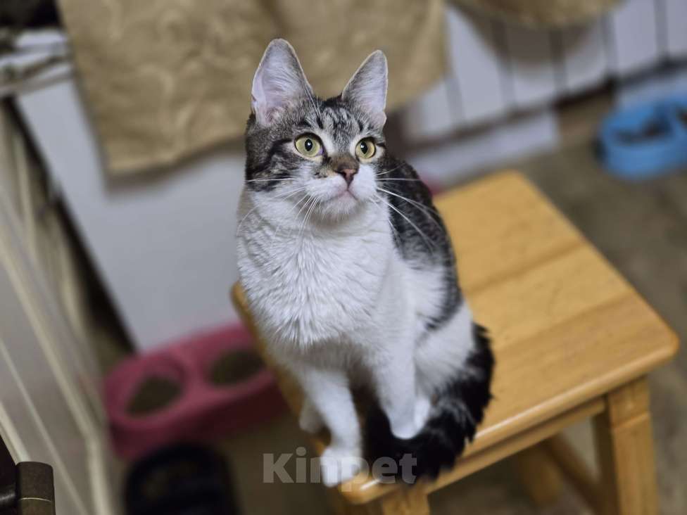 Кошки в Новосибирске: Котенок Валентин 7 мес.  Мальчик, Бесплатно - фото 3