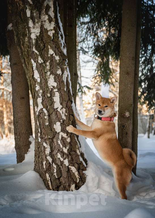 Собаки в Москве: Щенок девочка Сиба-ину ласковая и нежная Девочка, 60 000 руб. - фото 3