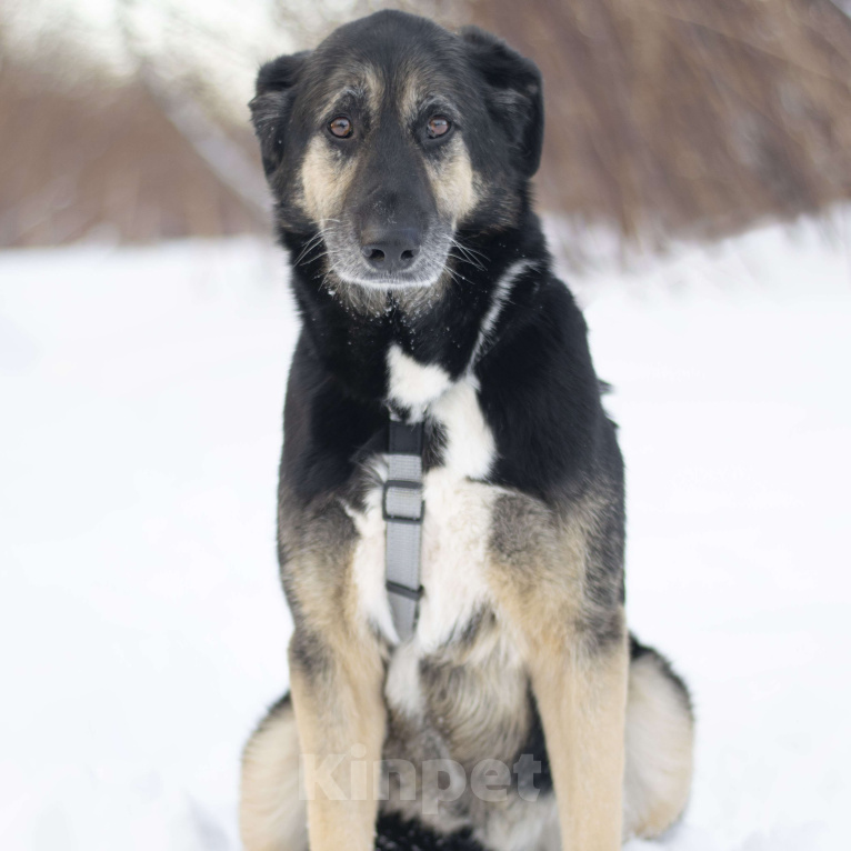 Собаки в Москве: Юта Девочка, Бесплатно - фото 3