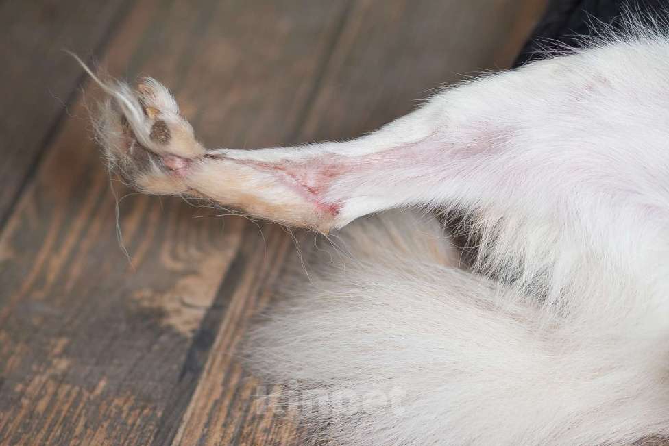 Собаки в Москве: Холли ищет дом Девочка, Бесплатно - фото 10