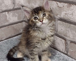 Кошки в Кемерово: Котята Мейн-кун Девочка, Бесплатно - фото 5