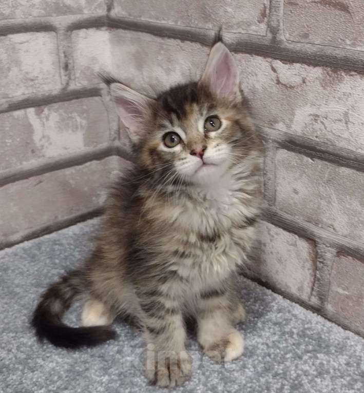 Кошки в Кемерово: Котята Мейн-кун Девочка, Бесплатно - фото 5