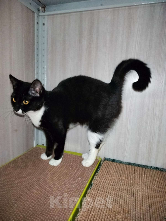 Кошки в Москве: Малышка Кýпи Девочка, Бесплатно - фото 2