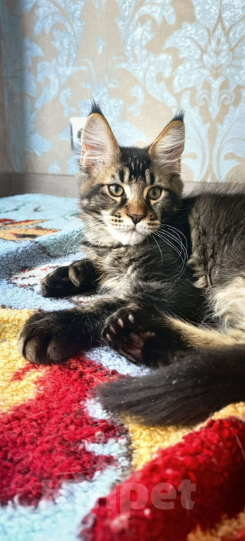 Кошки в Нижнем Новгороде: Полидакт мейн кун Мальчик, 30 000 руб. - фото 1