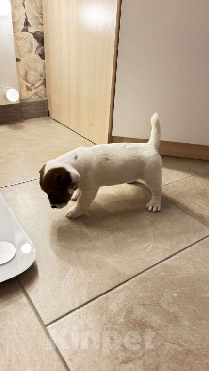 Собаки в Москве: Щенок джек-рассел-терьер от титулованных родителей Девочка, 1 руб. - фото 4