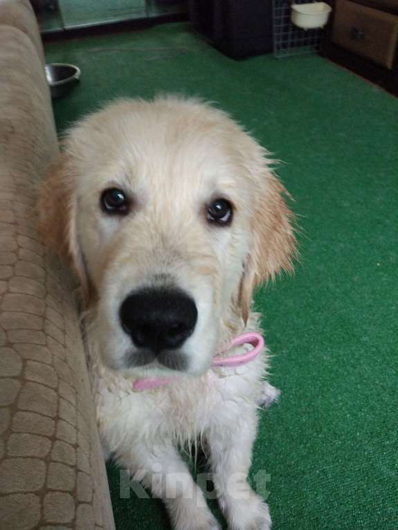 Собаки в Москве: Породистые щенки голден ретривер от российских и международных чемпионов Мальчик, 60 000 руб. - фото 9