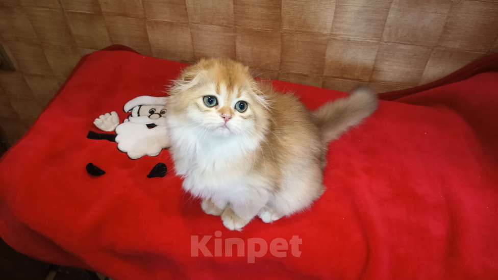 Кошки в Москве: Вислоухая куколка Девочка, 20 000 руб. - фото 5