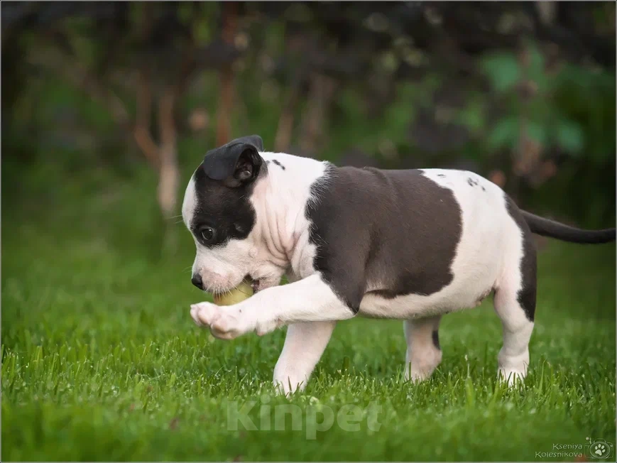 Собаки в Самаре: Щенки АСТ в питомнике, 30 000 руб. - фото 7