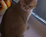 Кошки в Саратове: Вязка,nu 25,золотая шиншилла, 5 000 руб. - фото 1