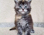 Кошки в Городце: Котята Мейн-Кун, 13 000 руб. - фото 1