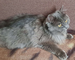 Кошки в Ижевске: Британский длинношерстный кот Мальчик, Бесплатно - фото 1
