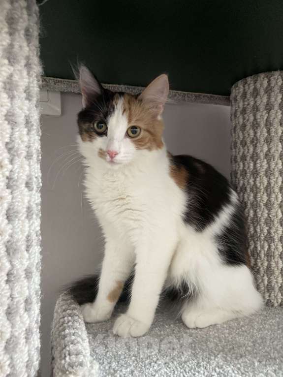 Кошки в Москве: Классная кошечка ищет дом Девочка, Бесплатно - фото 5