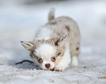 Собаки в Обнинске: Девочки чихуахуа меоле лиловая и шоколадная, голубые глаза Девочка, 60 000 руб. - фото 6