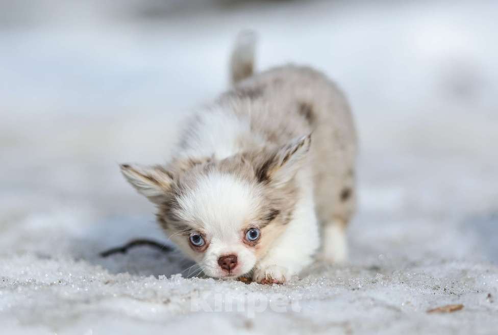 Собаки в Обнинске: Девочки чихуахуа меоле лиловая и шоколадная, голубые глаза Девочка, 60 000 руб. - фото 6