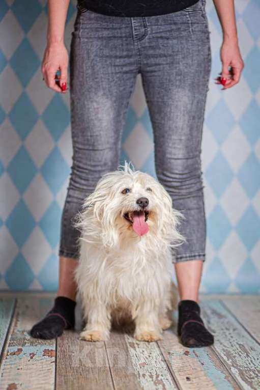 Собаки в Москве: Белая болонка Бэкки в добрые руки Девочка, 1 руб. - фото 8