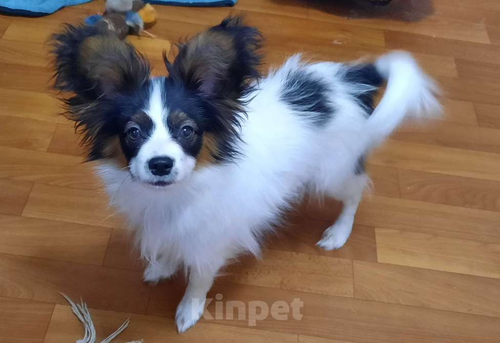 Собаки в Москве: Папийон мальчик Мальчик, 30 000 руб. - фото 2