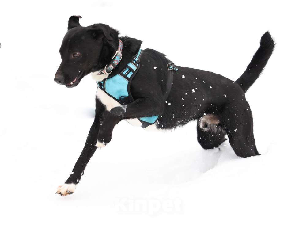 Собаки в Москве: Чаплин бывшедомашний пес в добрые руки Мальчик, Бесплатно - фото 2