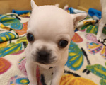 Собаки в Видном: Белоснежка Чихуахуа Девочка, 35 000 руб. - фото 1