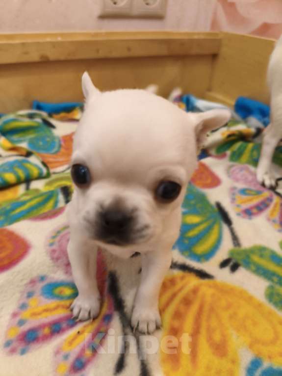 Собаки в Видном: Белоснежка Чихуахуа Девочка, 35 000 руб. - фото 1
